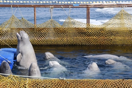 Суд отказал Росрыболовству в прекращении дела о белухах и косатках в «китовой тюрьме»