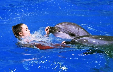 В Госдуме предложили запретить вылов косаток и дельфинов для дельфинариев