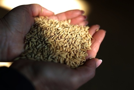 Минсельхоз предложил квоту на экспорт зерна в 25,5 млн тонн