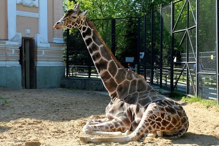 В Московском зоопарке умер жираф Самсон