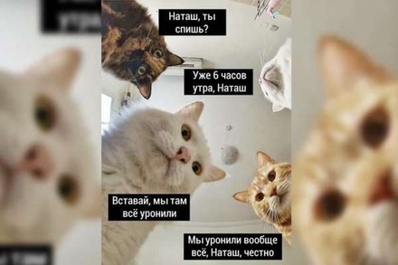 Предпринимательница из Москвы решила запатентовать мем о Наташе и котах