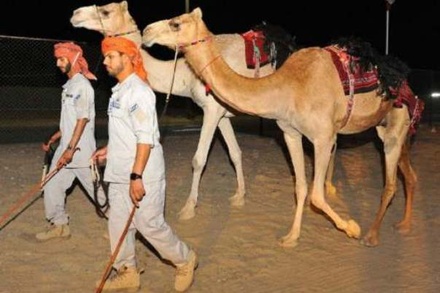 В полиции Абу-Даби появились патрули на верблюдах