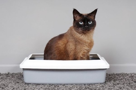 Ветеринар призвала не использовать светящийся в темноте наполнитель для лотка: «котам это не особо интересно»