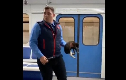 В московском метро спасли упавшего на рельсы котёнка