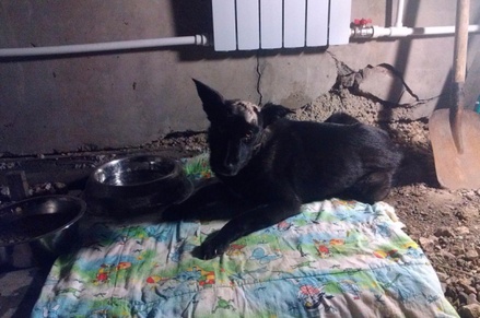 Житель Кузбасса съел собаку из приюта, чтобы вылечиться от туберкулёза  
