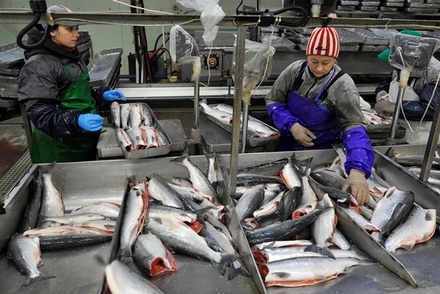 Дмитрий Медведев подписал стратегию развития рыбохозяйственной отрасли на 10 лет