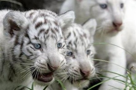 Натуралист Тимофей Баженов уверен, что тигрят из ялтинского зоопарка можно было спасти