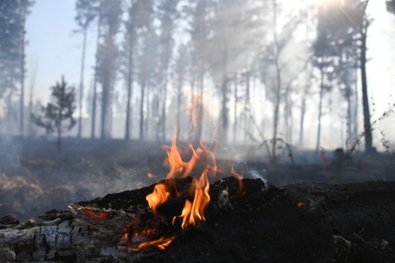 Площадь лесных пожаров в России за сутки увеличилась на 6,5 тыс. гектаров
