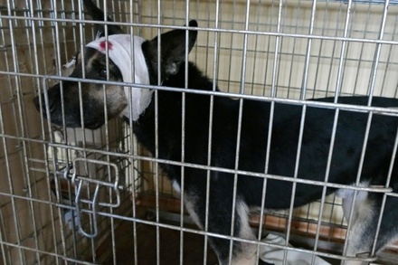Мэрия Махачкалы об убийстве собак: жители у нас, честно сказать, озверели