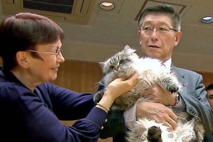 Подаренный Путиным японскому губернатору кот помещён в изоляцию из-за коронавируса