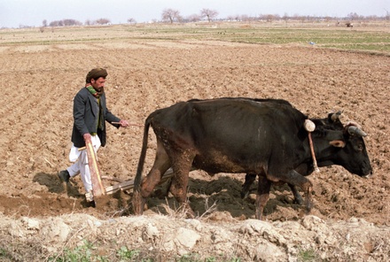 «Талибан» попросил у Китая помощи в развитии сельского хозяйства Афганистана