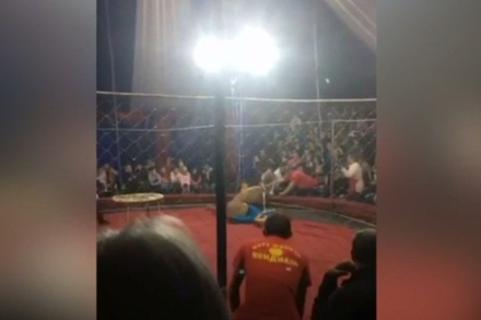 В цирке на Кубани львица набросилась на девочку