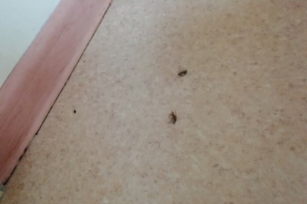 В Саратовской больнице пообещали избавиться от тараканов после жалоб пациентов
