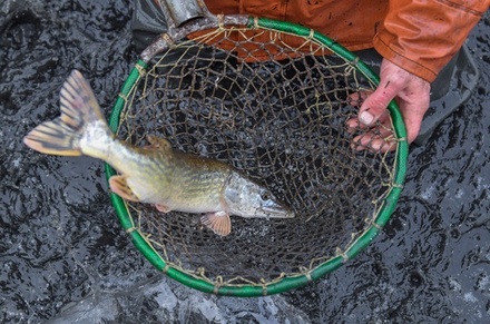 Жители сибирской деревни назвали рыбу источником массового заражения