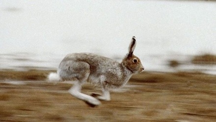 В Мосприроде предупредили о возможном появлении зайцев в жилых дворах
