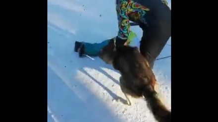 Полиция проверяет информацию о нападении волка на ребёнка в Челябинске