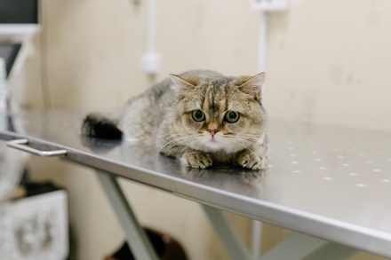 В Госдуме призвали россиян не выбрасывать домашних животных из-за страха заразиться коронавирусом 