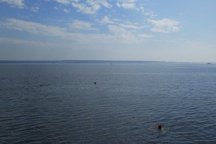Мужчина утонул во время массового заплыва через Волгу в Ульяновске