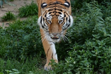 Полиция Владивостока призвала граждан опасаться тигров