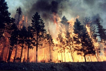 Площадь лесного пожара в заповеднике около Байкала выросла в 157 раз
