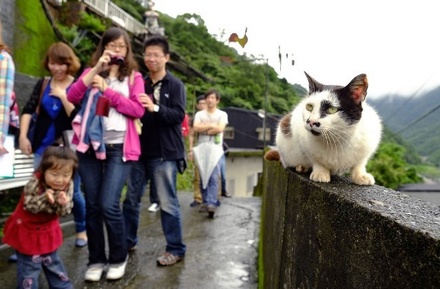 На Тайване запретили забой кошек и собак ради мяса