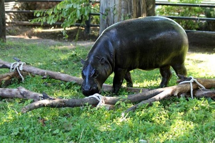 Самку карликового бегемота Ксюшу перевели в открытый вольер Московского зоопарка