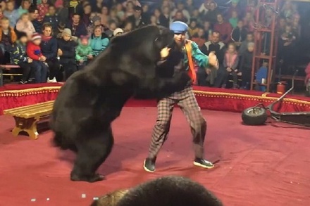 Номер с медведем уберут из программы цирка в Карелии после нападения животного