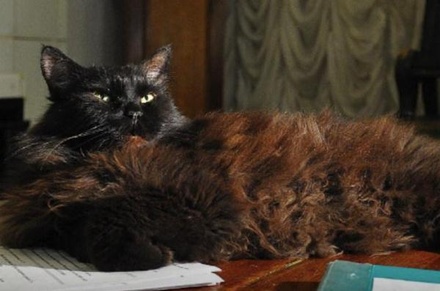 Пропавшего из «Булгаковского дома» кота Бегемота нашли возле театра Моссовета