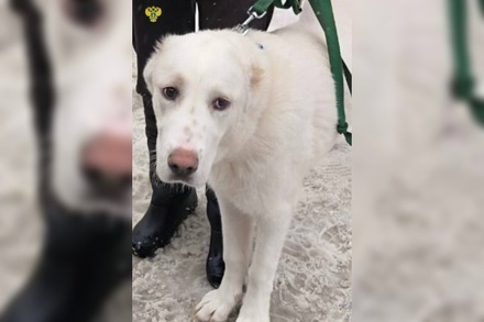 На севере Москвы в запертом фургоне обнаружены пять собак