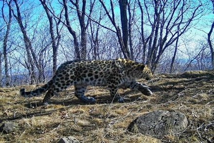 В Приморье сфотографировали неизвестных учёным леопардов