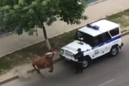 В МВД Махачкалы объяснили, зачем полицейские расстреляли корову 