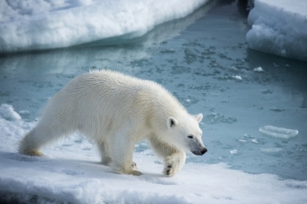 Белого медведя убили взрывпакетом на острове Врангеля