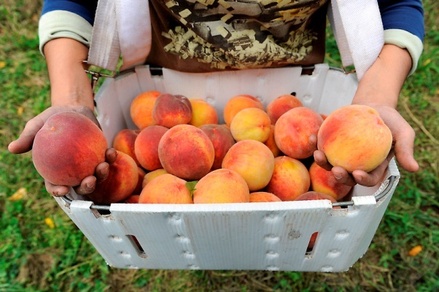 Россия с 15 августа ограничивает ввоз персиков и абрикосов из Сербии и Македонии