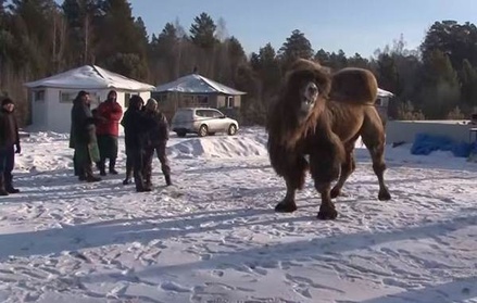 Верховный шаман России заявил, что не разрешал приносить в жертву верблюдов