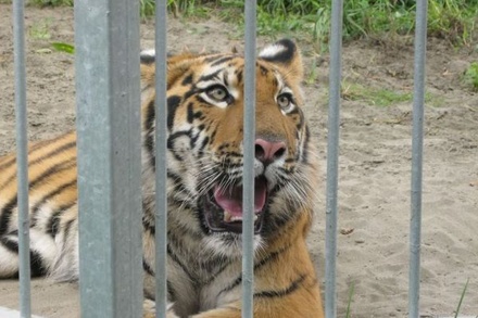 Напавшего на девочку тигра в зоопарке Барнаула наказывать не будут
