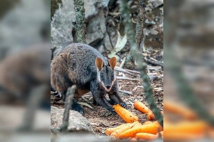 В Австралии с вертолётов сбросили тысячи килограммов моркови для животных