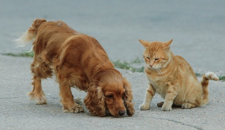 Ветеринар предупредил об опасности мощных магнитных бурь для собак и кошек
