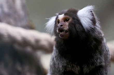 Вирусолог исключил распространение вируса герпеса обезьян в России