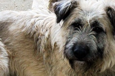 Волонтёры заявили о планах властей Воркуты усыпить 15 собак из приюта