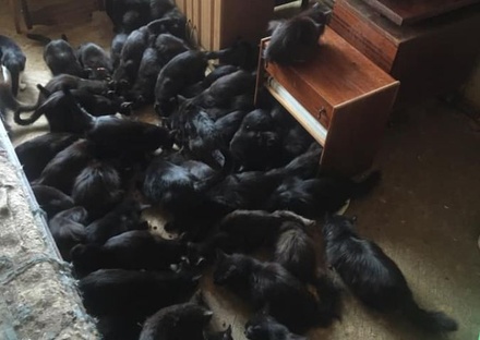Более 60 котов и кошек обнаружили зоозащитники в квартире на юге Москвы