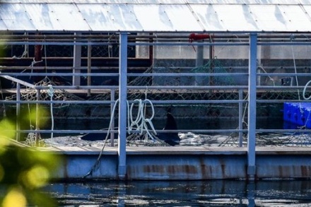 СМИ сообщили о подготовке нелегальной продажи 100 морских млекопитающих в Китай