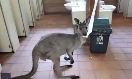 В Австралии турист столкнулся в общественном туалете с кенгуру