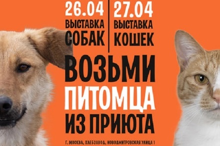 В Москве пройдёт 12-й фестиваль WOOF в поддержку животных из приютов