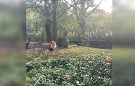 В Нью-Йорке посетительница зоопарка залезла в вольер подразнить льва