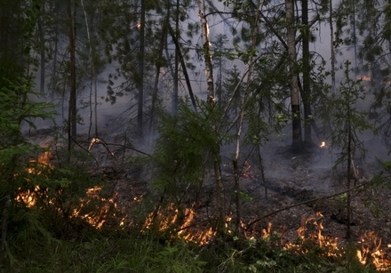 Площадь лесных пожаров в Сибири уменьшилась
