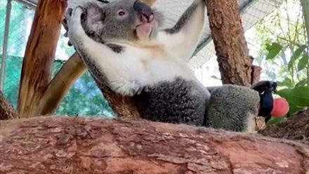 В Австралии родившаяся без лапы коала получила протез