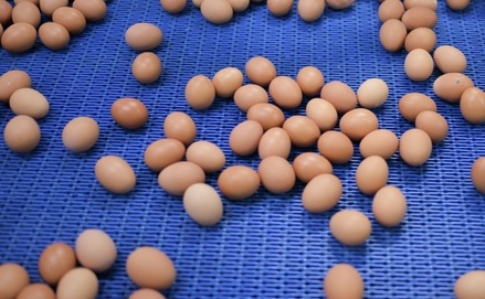 Азербайджан поставил в Россию 4,2 миллиона куриных яиц