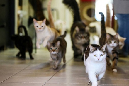 Учёные сочли кошек подходящими животными для тестирования вакцины от коронавируса