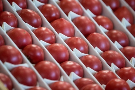 Россия с 1 ноября разрешает импорт томатов с трёх турецких предприятий