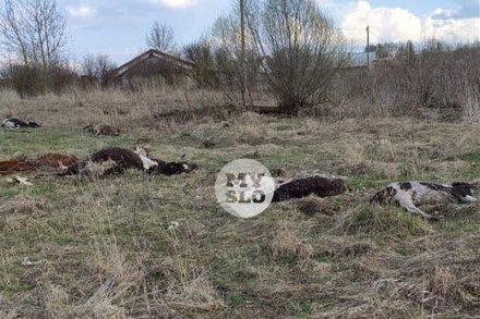 В Тульской области проверят данные о найденных в поле 150 мёртвых коровах